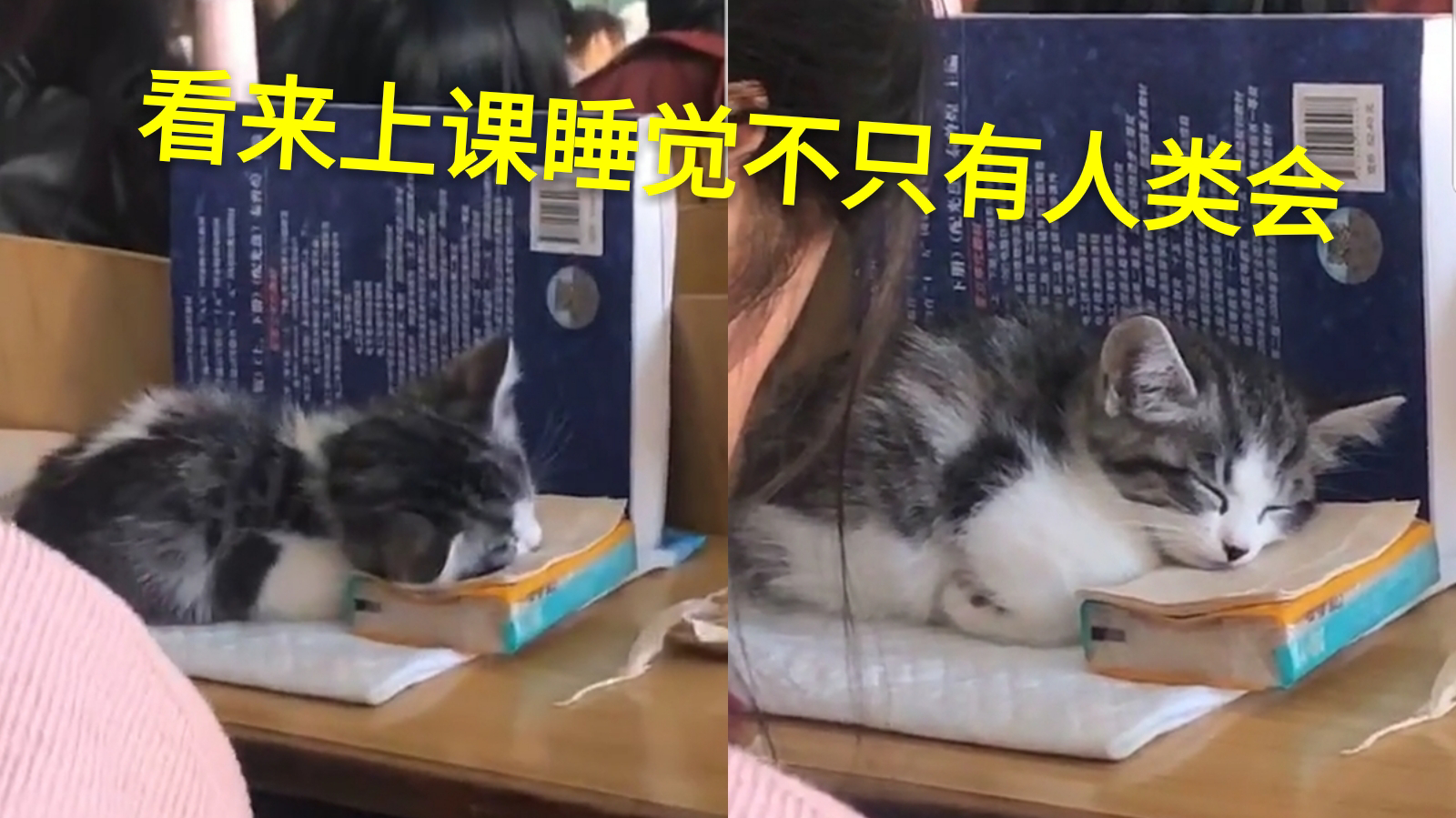 报告老师,这有位同学蹭课还睡觉